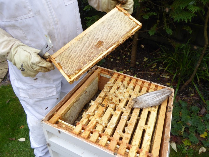 Honey harvest October 2014 - 15